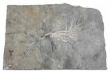 Ordovician Fossil Crinoid (Cupulocrinus) - Ontario #224905-1